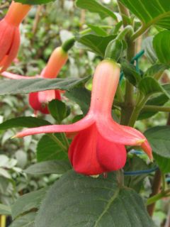 Fuchsia Arno van Bree 03